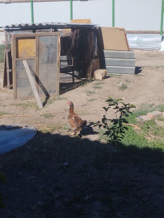 Дакан куры 2 шт ест