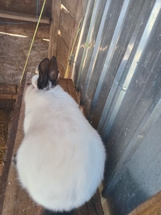 Schimb iepuroi Californian