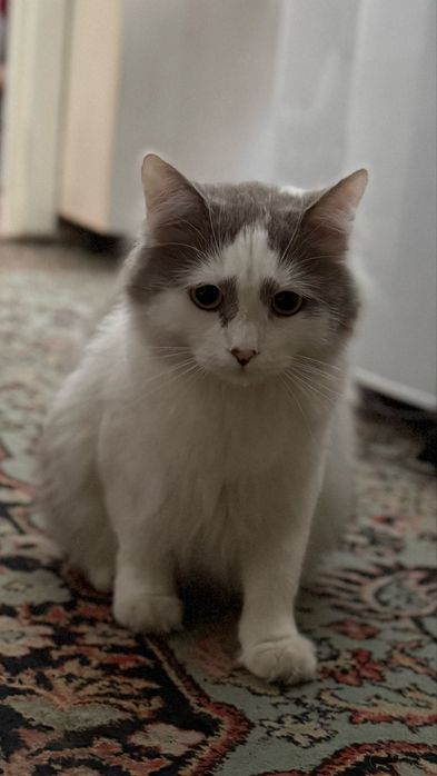 Кот стерилизован ищет дом