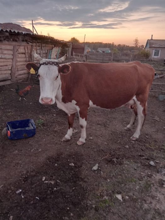 Продам