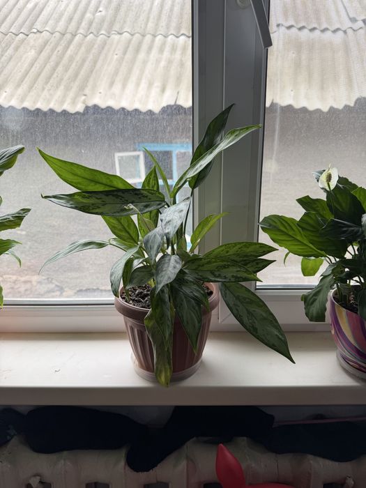 Комнатные растения.