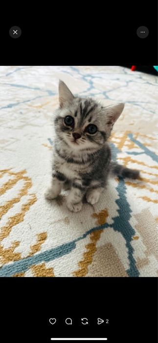 Котенок scottich straight