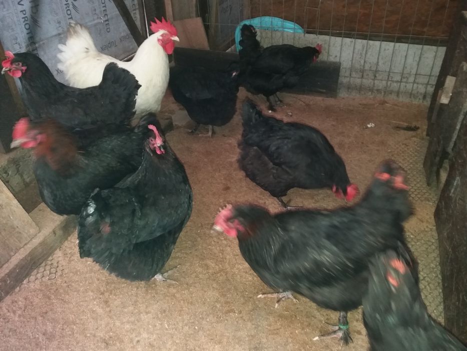 Oua colorate de la gaini de rasa