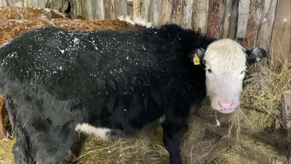 Продам молодых телок