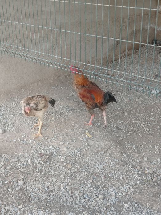 Байтсови Кораз .