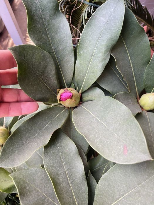 Рододендроны в продаже