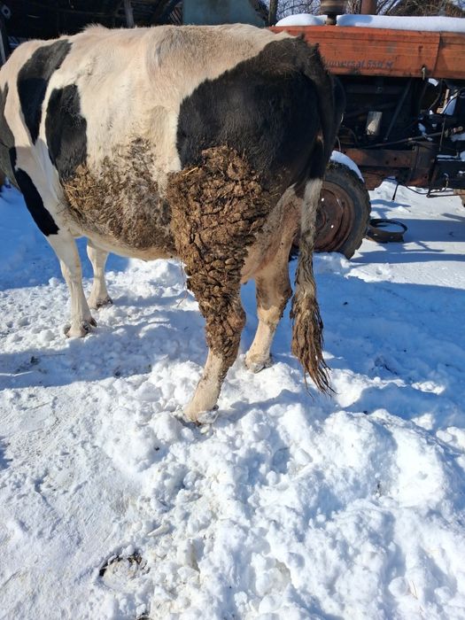 VACĂ holstein tânără