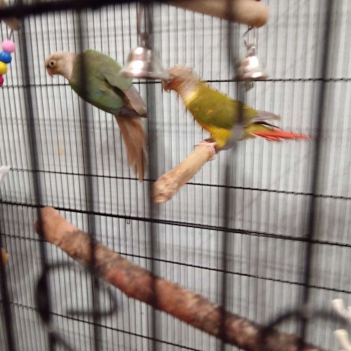 Двойка папагали пирура молина Спешно!