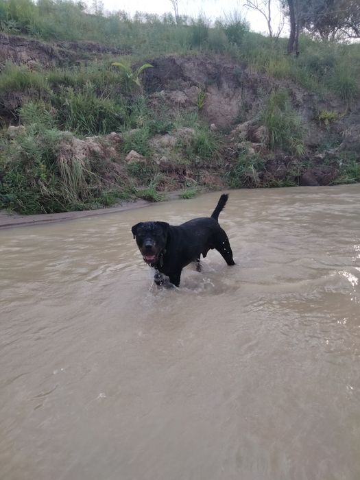 Продам собаку ротвейлер