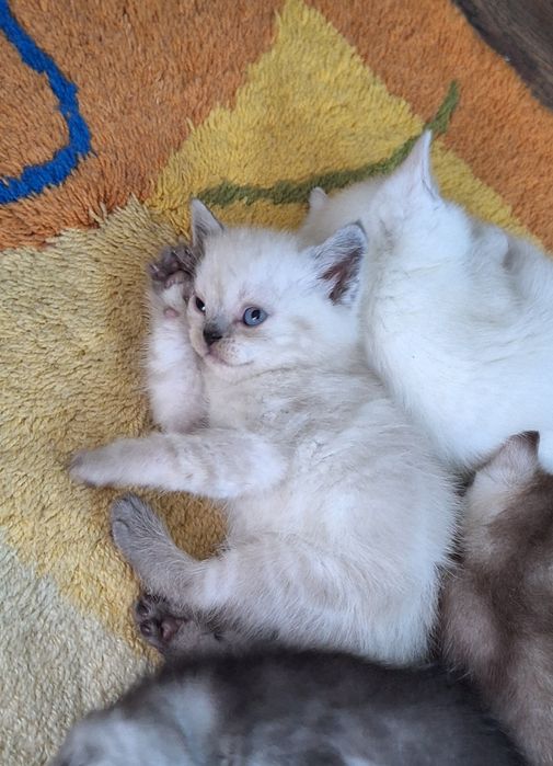 Шотландский шотландский котенок