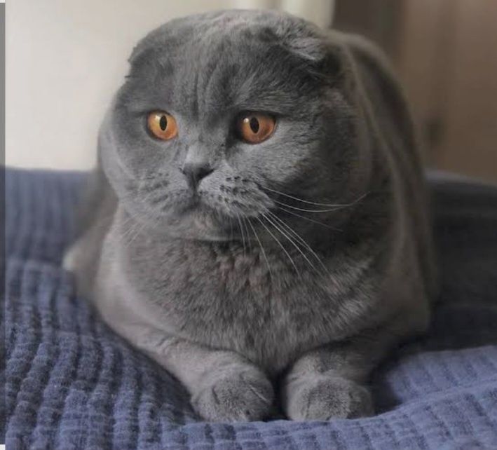 Продаётся сладкая британка