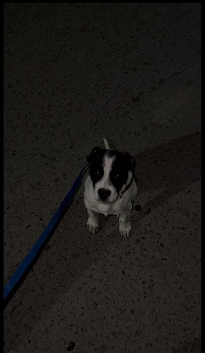 Питбуль прадоёться