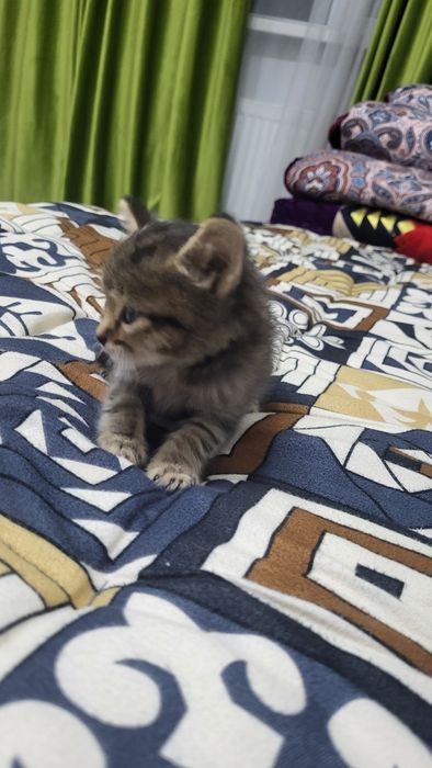Котята бесплатно