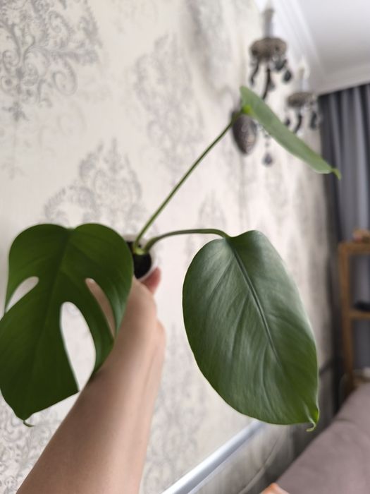 Монстера. Комнатные цветы.