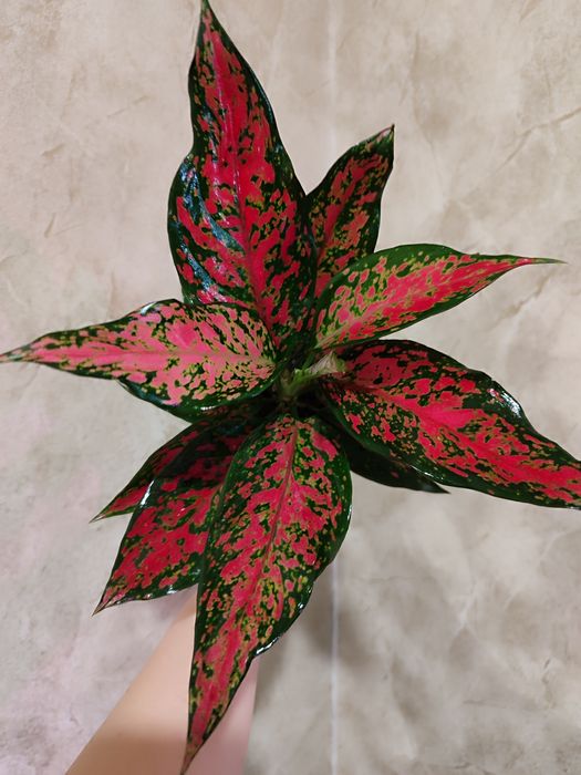 Тайские Аглаонемы