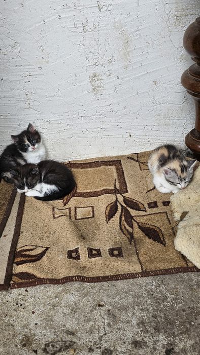Отдам котят в добрые руки