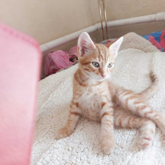 Котята рыженькие