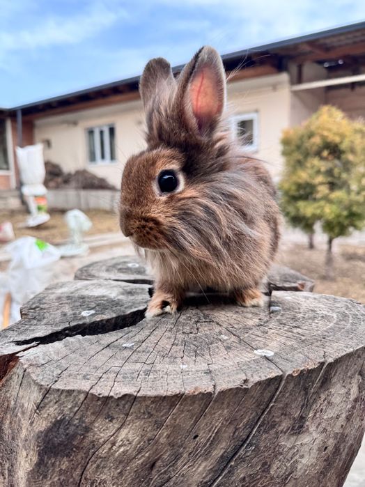 Продается кролики львиная голова