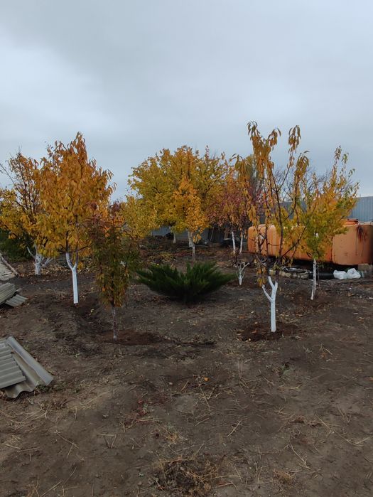 Продается дача (11 соток)