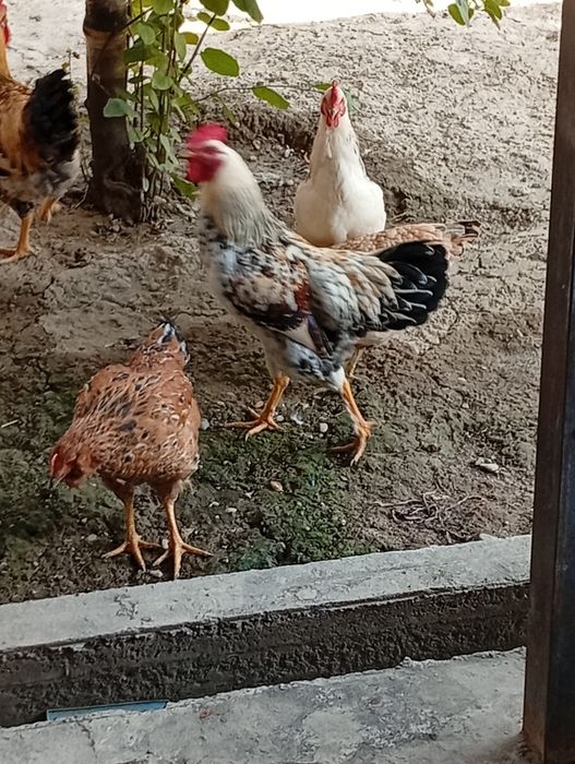 Horozlar sotiladi 6 oylik