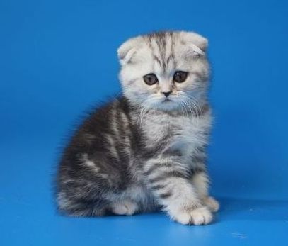 Котенок шотландский