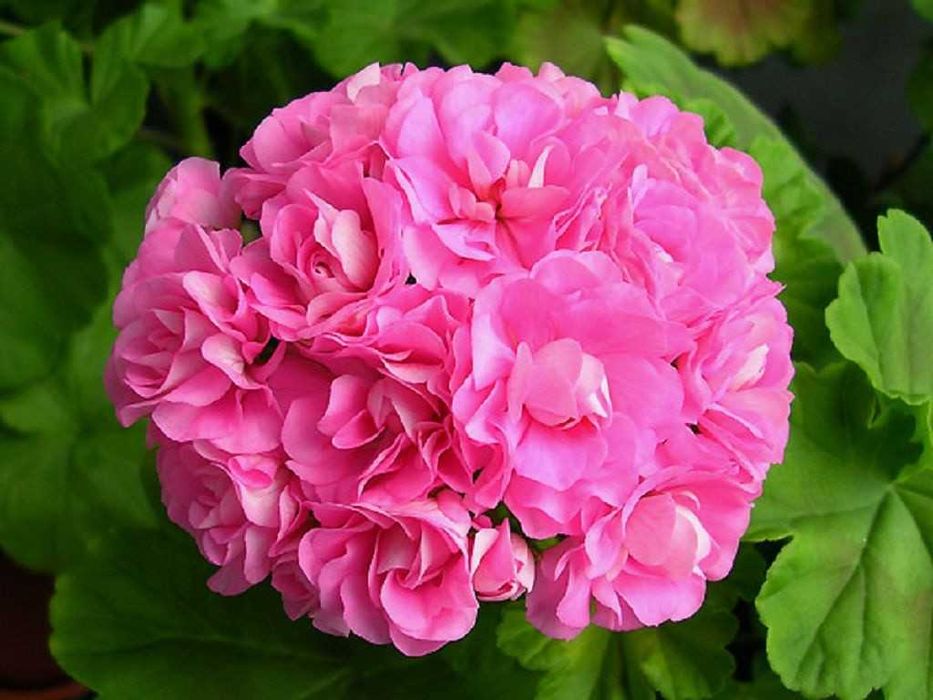 Пеларгония сортовая