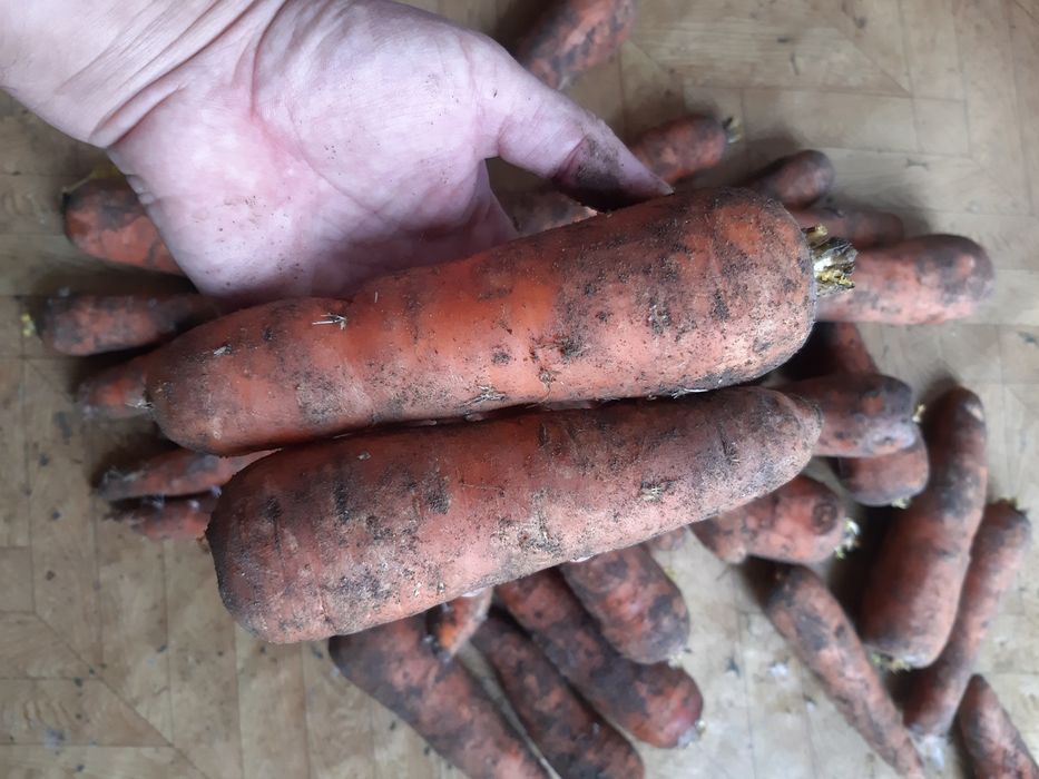 Продам Морковь оптом.