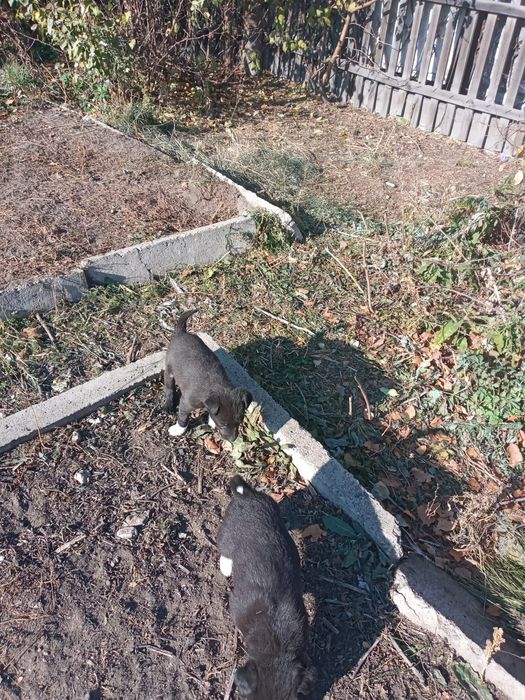 отдам щенят в добрые руки