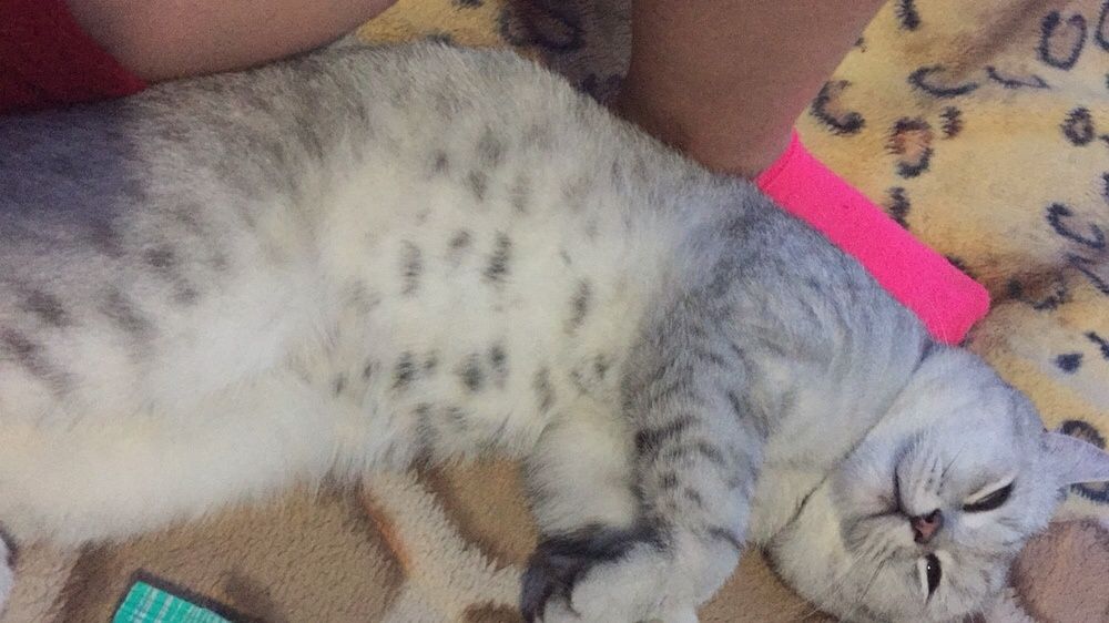 Кот на вязку британец