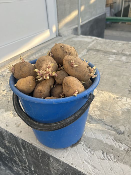 Продам картофель семенной