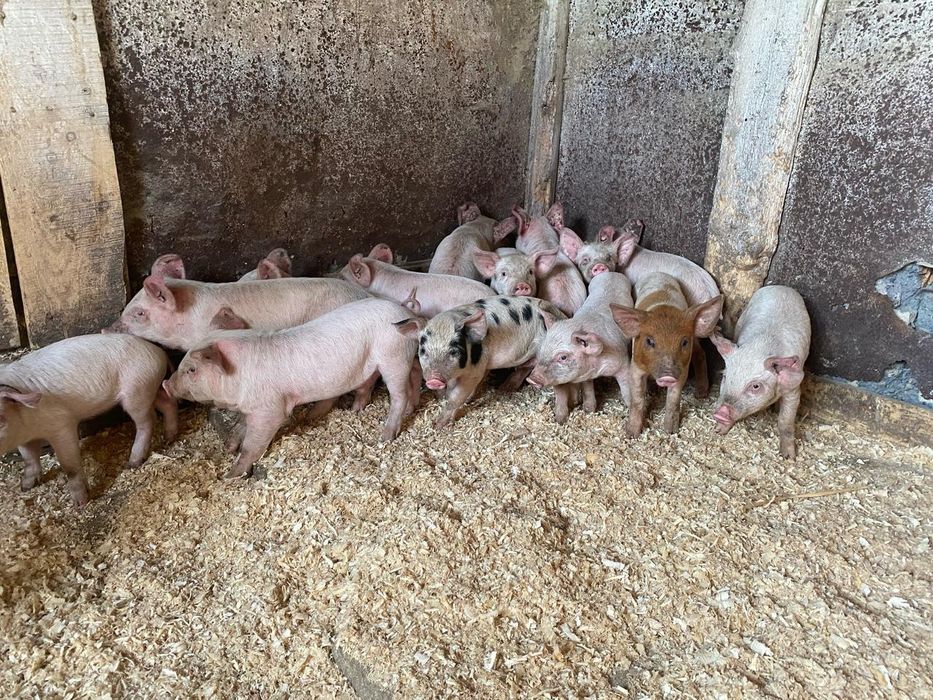 Куры поросята быстрая доставка до дома