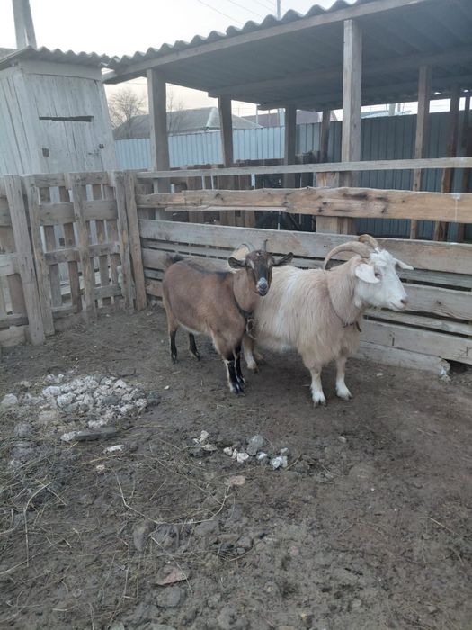 Сауын ешкі (ұрғашы буазы)