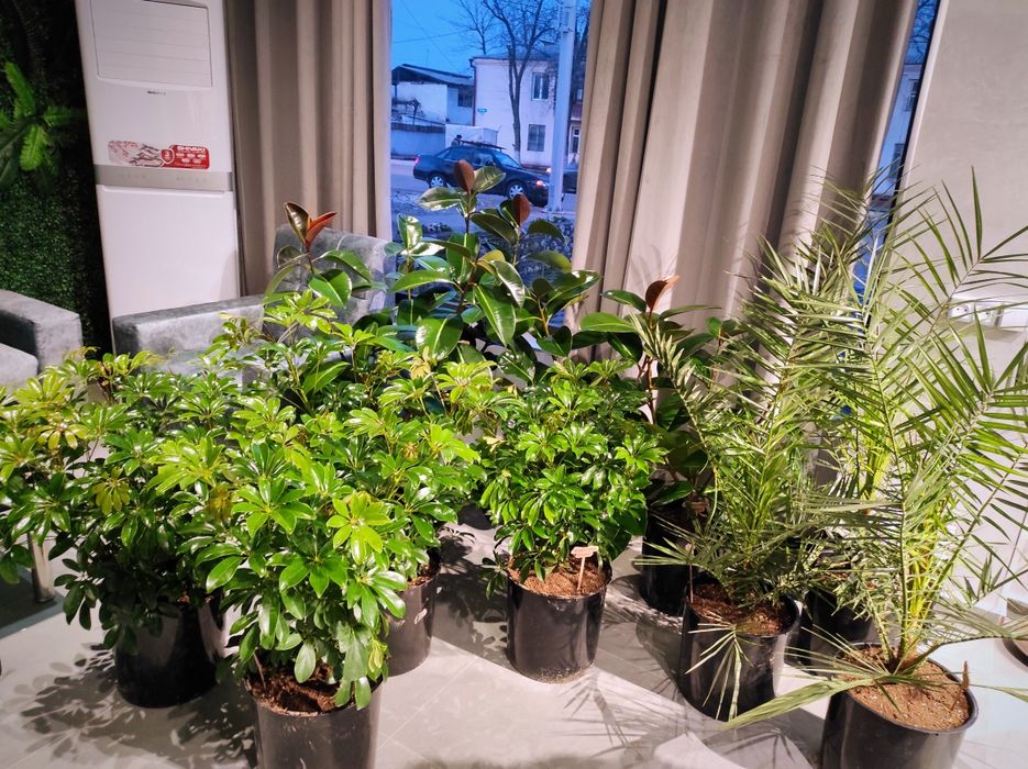 Офисные растения цветы. Оформление офисов, гостиниц цветами.