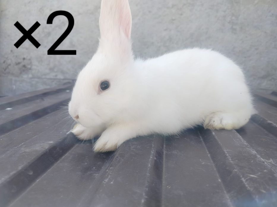 Көжектер 4 айлық