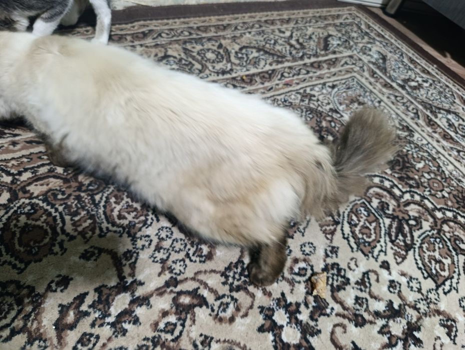 Балинезийской кошка