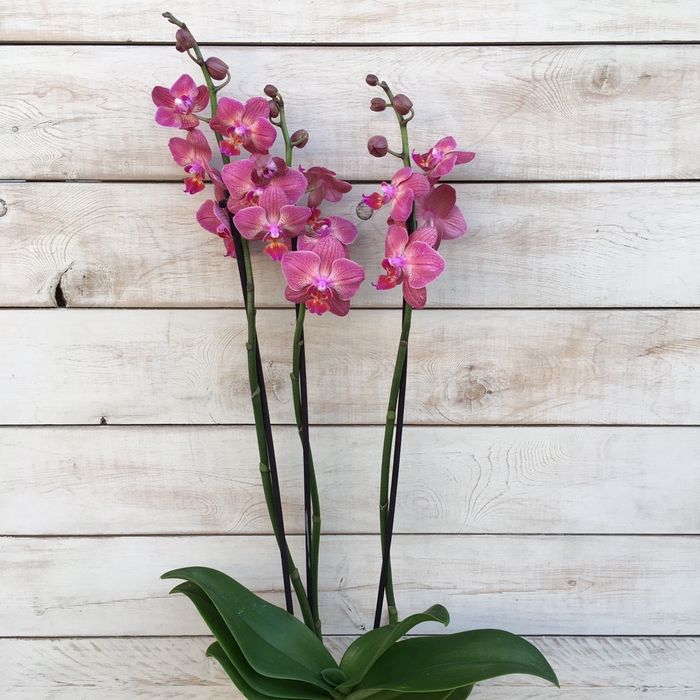 Орхидея, орхидеи!