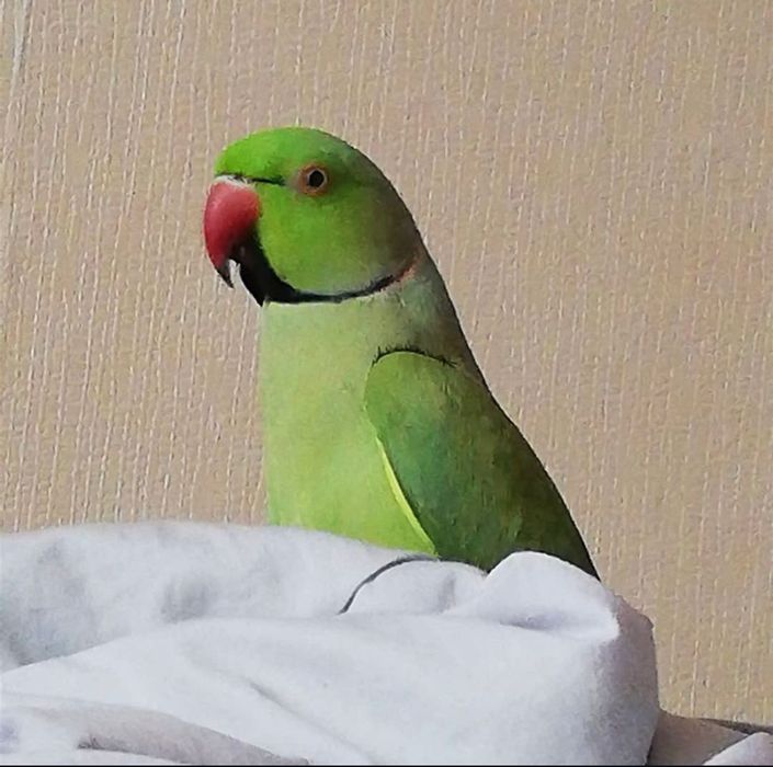 Ожереловый попугай ручной