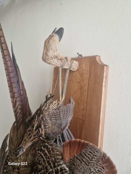 Ловен трофей птици