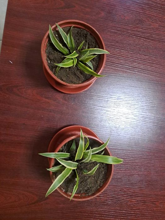 Хлорофитум в маленьких горшочках