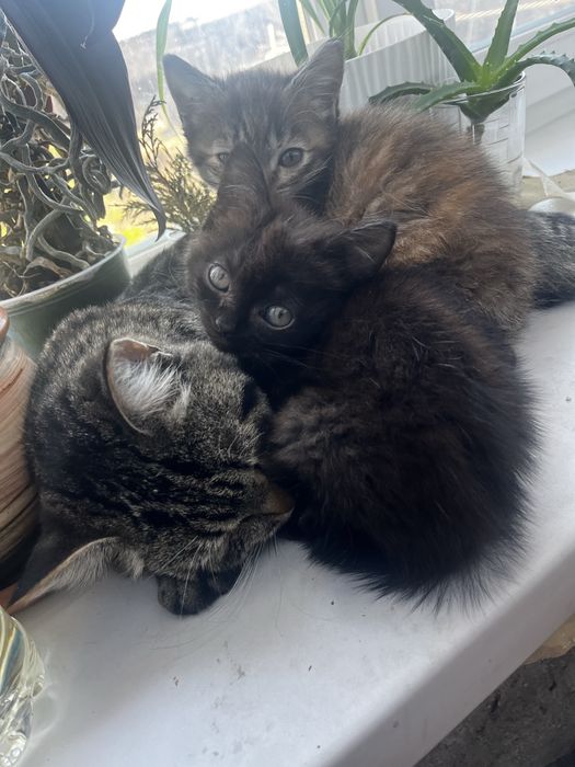 Продам двух котят девочек