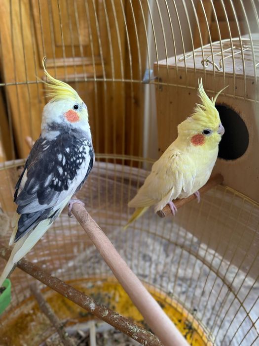 karella popugay sotiladi kletkasi bilan tayyor para