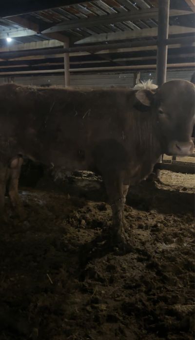 Бычки на откорме 9 голов