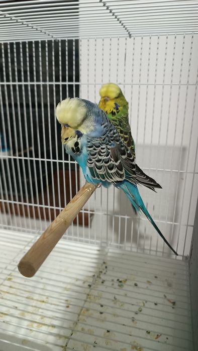 Выставочные чехи попугай