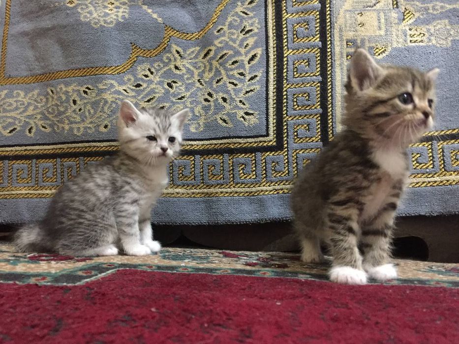 Skottish strayt 1.5 oyli