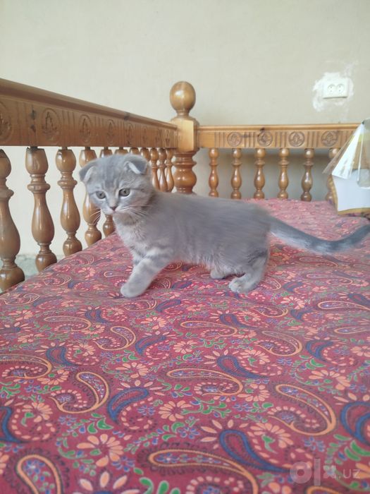 Котенок скотиш фолд
