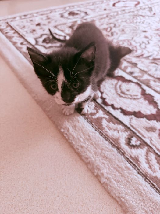 Отдам котят в добрые руки