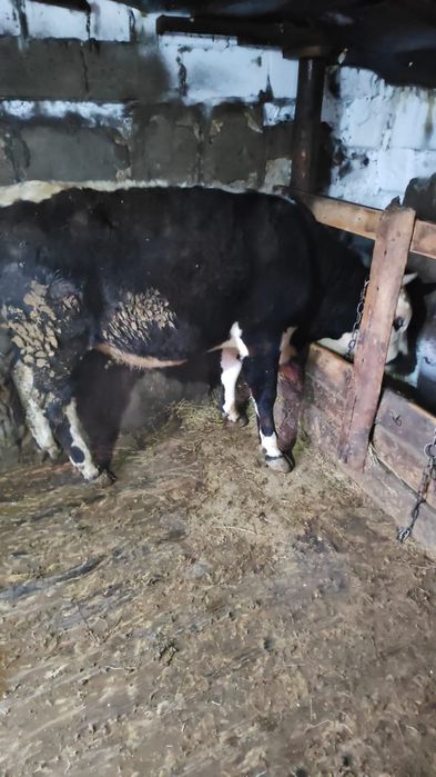 Продам быков на мясо