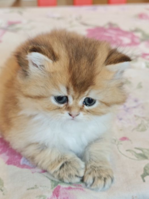 Котенца Британчета