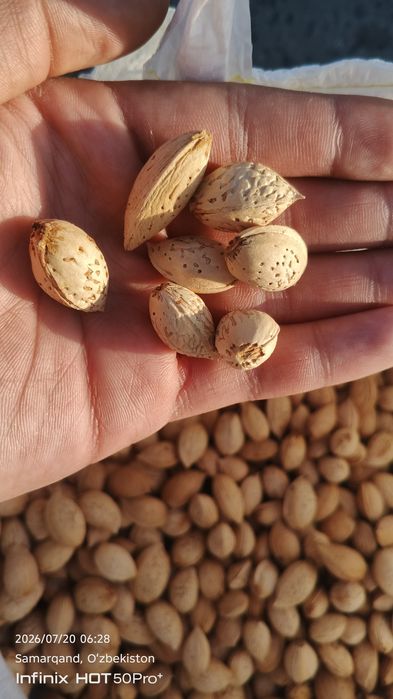 Sifatli qobiqli chuchuk bodom, o'tgan yilgi, quruq, 8.5kg, Samarqandi