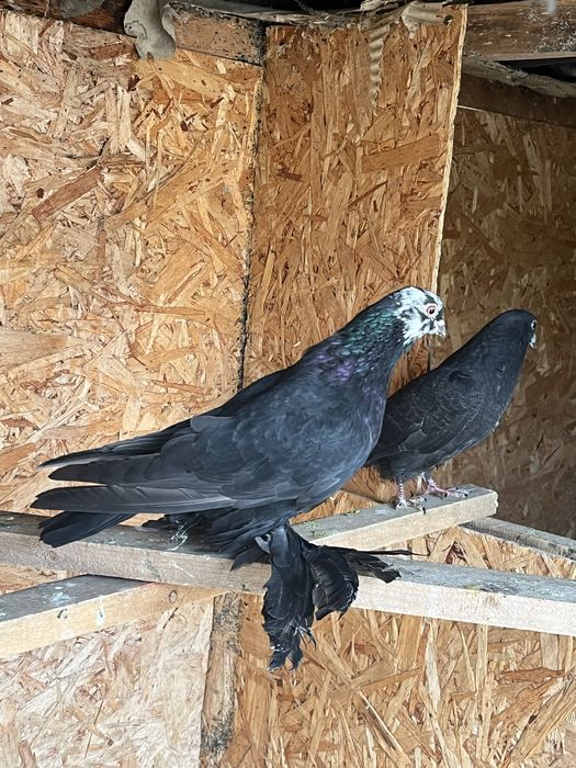 Голубь Гульсар Молодноц самец